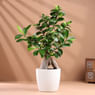 Microcarpa Bonsai Plant