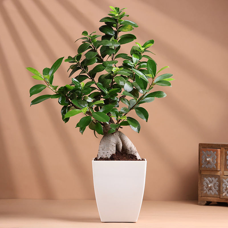 Ficus S Shape Bonsai