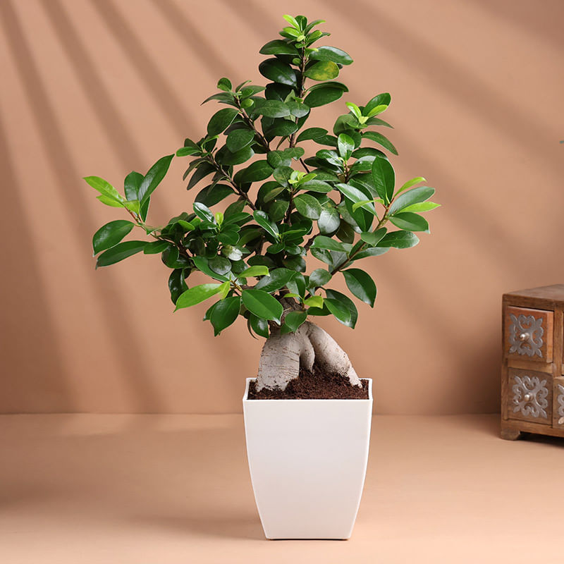 Product Image Video