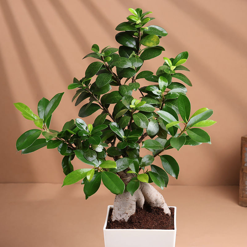 Product Image Video