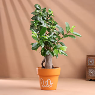 Ficus Bonsai In Aesthetic Terracotta Pot