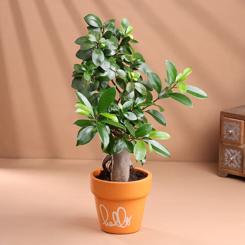 Product Image Video
