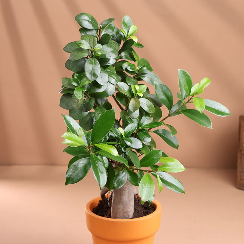 Product Image Video