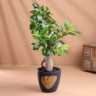 Bonsai In Terracotta Pot