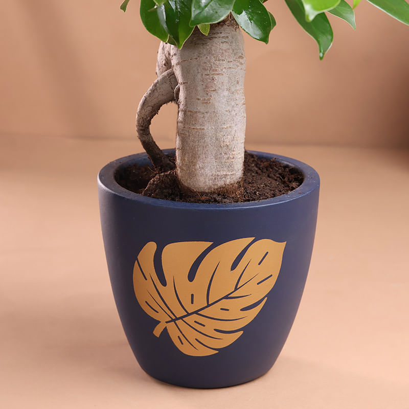 Product Image Video