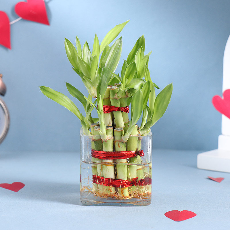 Buy Beautiful 2 Layer Lucky Bamboo Plant Online