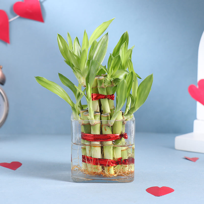 thumbnail interactive-video image 1 of 50 Lucky Bamboo Stalks – 6 Inches Each – Rooted Cuttings With Free Gold Wire – Wholesale 1 of 4