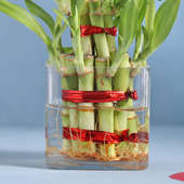 Order Beautiful 2 Layer Lucky Bamboo Online