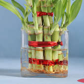 Beautiful 2 Layer Lucky Bamboo Plant Corp