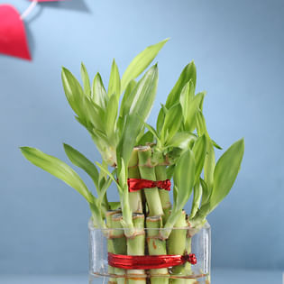 Send Beautiful 2 Layer Lucky Bamboo Online