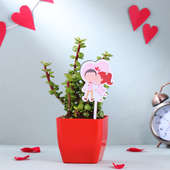 Love Jade Plant For Valentine's Gift
