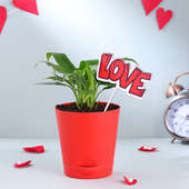 Love Peace Lily Plant In Red Pot