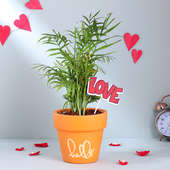 Valentine Chamandorea Plant In Terracotta Pot