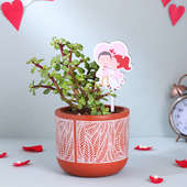 Jade Plant In Stylish - Special Valentine's Day Gift