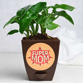 Incredible Supermom Curly Plant