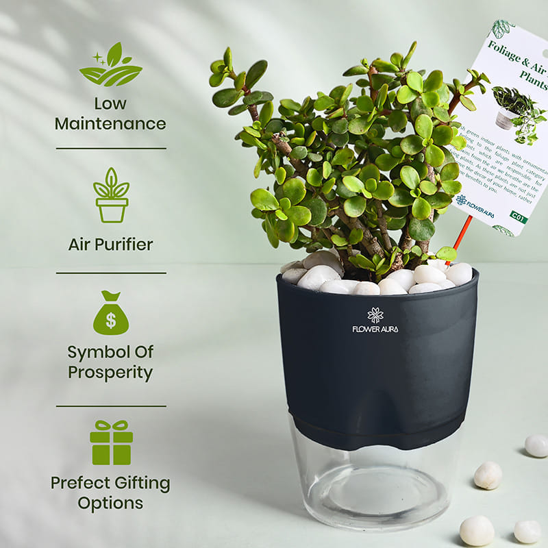 Product Image Video