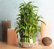 The Healing Power of Lucky Bamboo - Role in Indoor Air Quality and Well-being