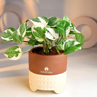 White Pothos In Terracotta Pot