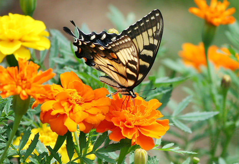 Charming Marigold-Staple Flower Of October 