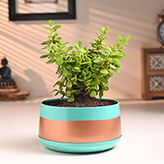 Metal Planters