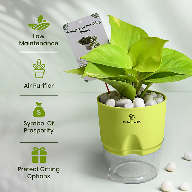 Money Plant With Self Watering Pot