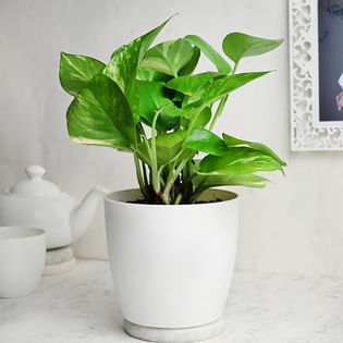 Growing Money Plant