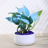 Money Plants