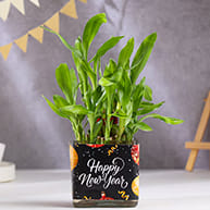 New Year Plants New Year Plants