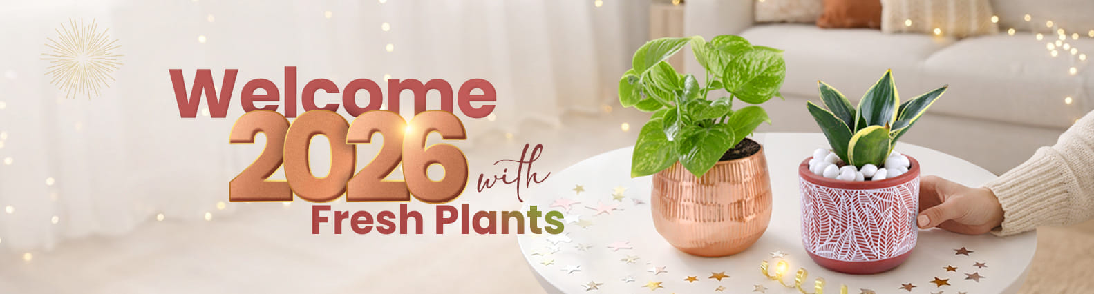 New Year Plant New Year Plant