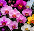 How 'Orchid Meanings' Are Driving Flower Gifting Trends Worldwide