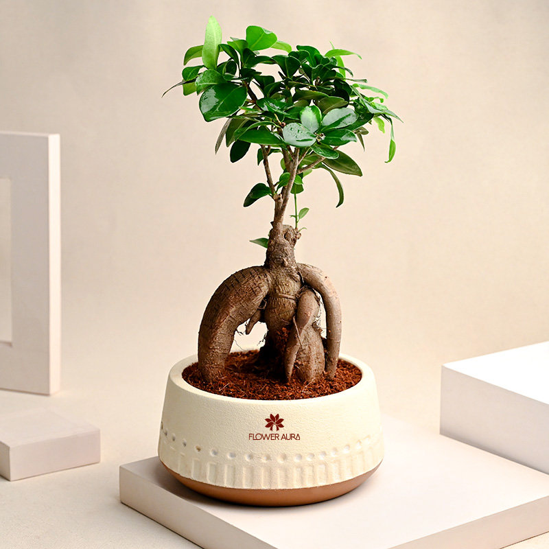 Miniature Ficus Beauty (3-5 Years Old)