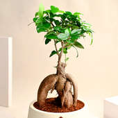 Buy Miniature Ficus Beauty Plant Online 