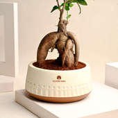 Send Miniature Ficus Beauty Plant Online 
