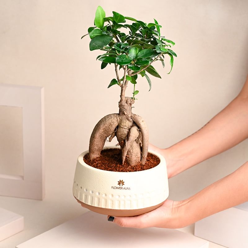 Miniature Ficus Beauty Plant Online 