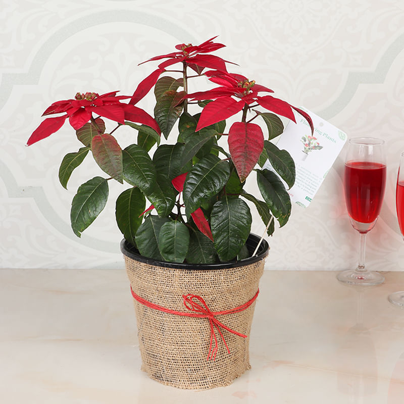 Red Poinsettia Plant