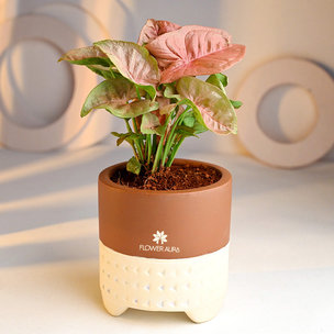 Pink Syngonium Plant Online