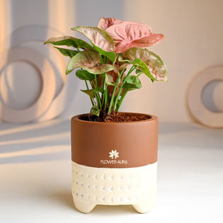 Order Pink Syngonium Plant Online