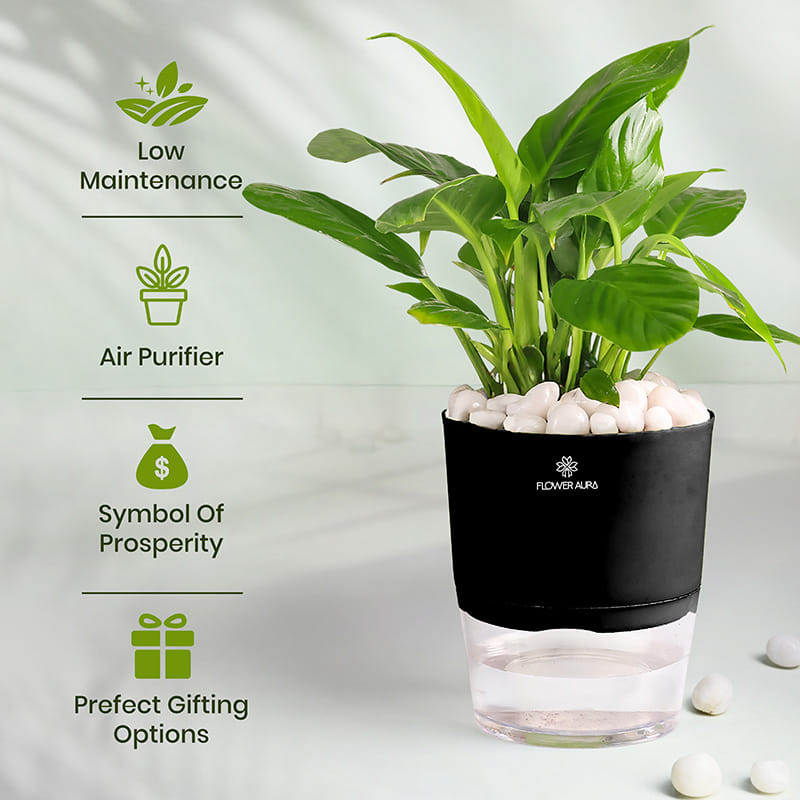 Graceful Peace Lily In Self Watering Planter