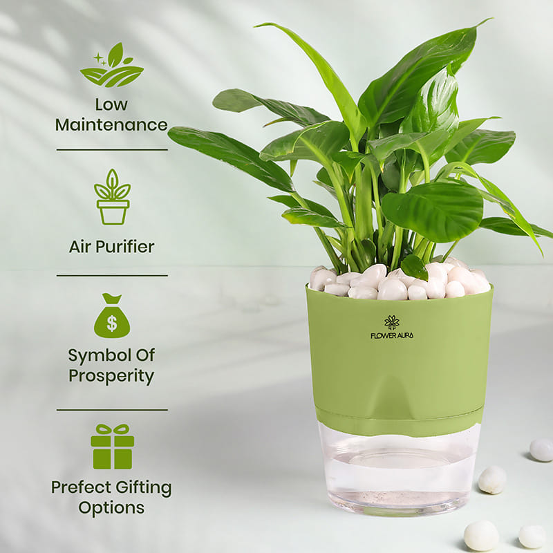 Beautiful Peace Lily In Self Watering Planter