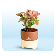 Corporate Plant Gifts Online