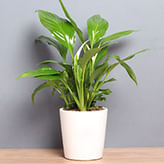Peace Lily Plants