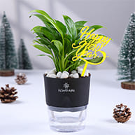 New Year Plants