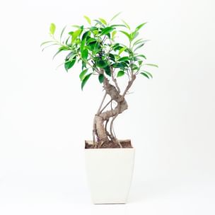 Ficus S Shape Bonsai