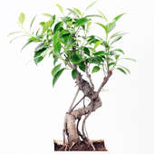 Ficus S Shape Bonsai