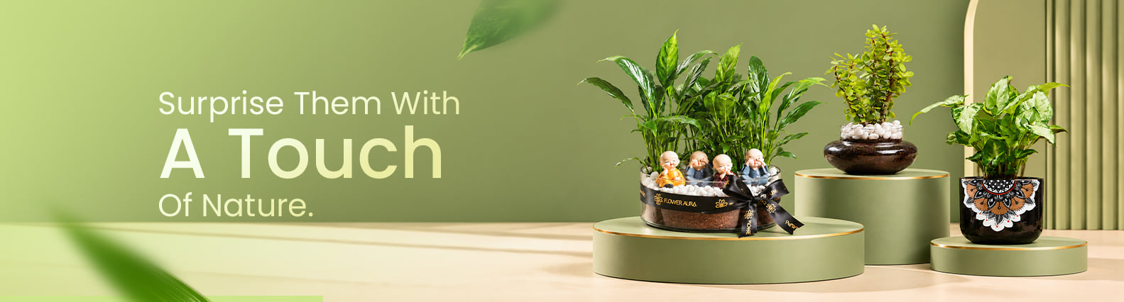Plants Plants