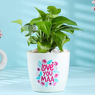 Plants Mothers Day Plant Gift