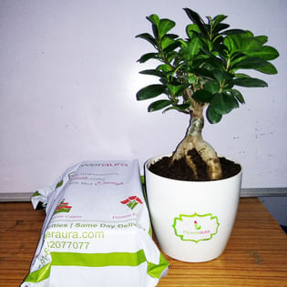 Bonsai With Ferrero Rochers