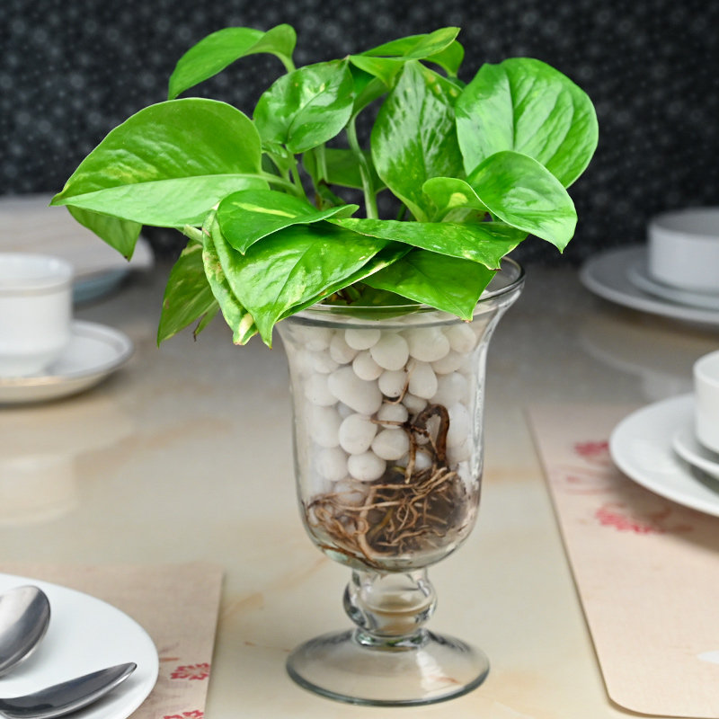 Money Plant with Glass Vase Online