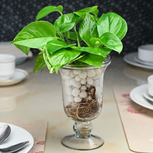 Money Plant with Glass Vase Online