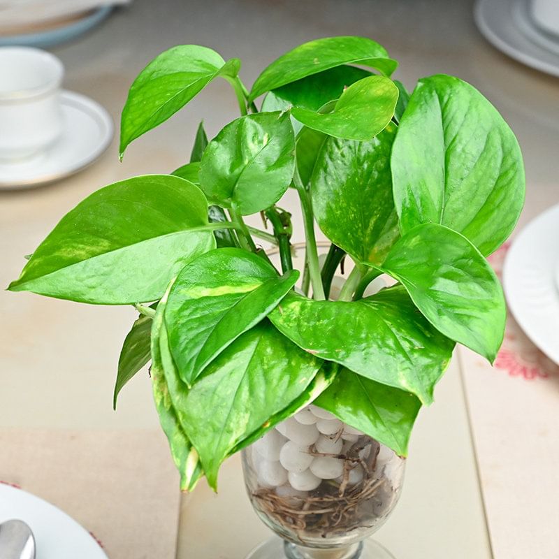 Buy Money Plant with Glass Vase Online